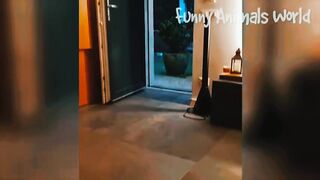 Funny video, pets funny video,cats funny videos