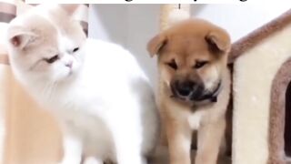 Dog Cat in Between Very Good Friendship