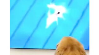 Funny videos 816