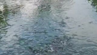 Dengan CARA ini Ikan lele tidak SUSUT bobotnya saat DIPANEN