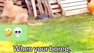 Funny videos 817