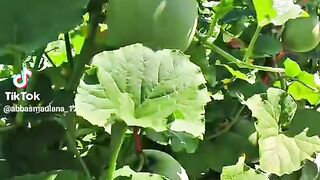 Tanaman melon