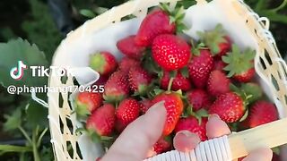 Strawberry segar