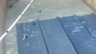 Cara persiapan AIR KOLAM untuk pemijahan lele agar HASIL BAGUS