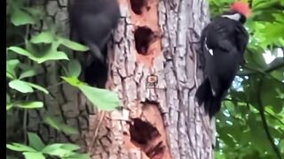 burung platuk