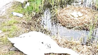 Father Swan Waits With Hope