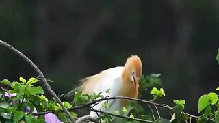 Honey, don't be angry! I really wanted to pick a morning glory for you.