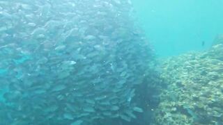 Scuba Diving Adventure at Batangas Philippines