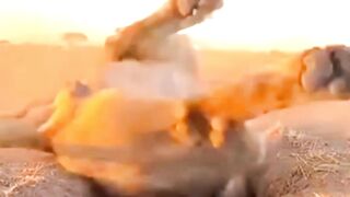 The lion fell for the boar’s plan again #funnyreels #boar #pig #lion #kinginproblem