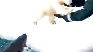 Polar Bear Avoid a Giant Shark, Saved at the Last Moment by Tourists
