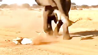 Elephant LAUNCHES Cheetah into the Air! #animals #elephant #cheetah #leopard #rescue