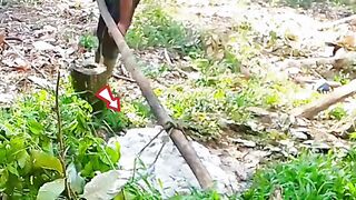 Narik getah dalam tanah