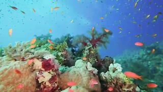 Amazing Red Sea Part 1