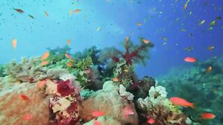 Amazing Red Sea Part 2