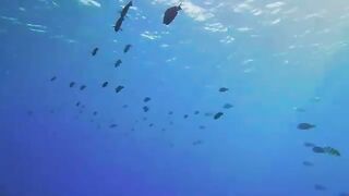 Amazing Red Sea 8 Part 3