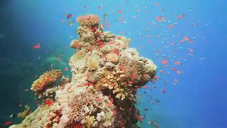 Amazing Red Sea Part 4