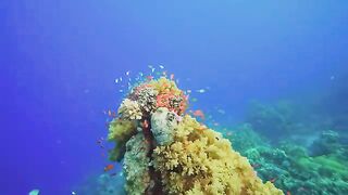 Amazing Red Sea Part 5