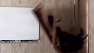 Funny videos 832