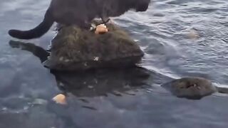 High Stakes Harvest: A Cat's Rock-to-Water Fishing Mastery