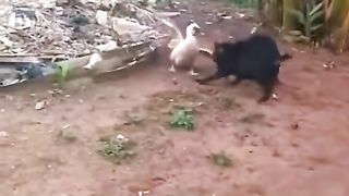Intense Battle: Goat vs Duck ????????