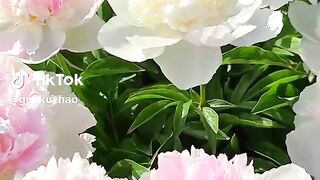 The rose 3