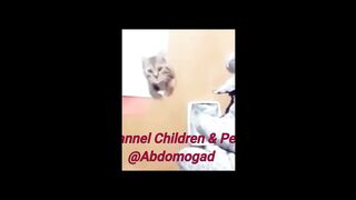 kind and funny animals