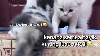 bimo fe mi li