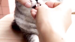 Weird & Hilarious Cat Moments You Must See ????