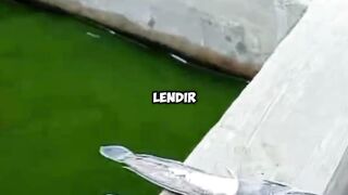 Lele lepas LENDIR Begini cara MENGOBATINYA