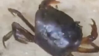 Satu-satunya cara AGAR jaring Keramba AMAN dari YUYU/KEUYEUP