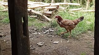 ayam jago dan dua istrinya