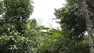 pohon besar hijau daunya
