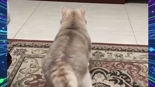 KUCING LUCU 5
