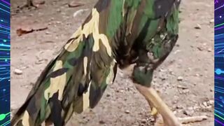 AYAM COSPLAY TNI NIHHH