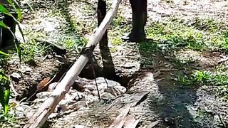 Rubber sap harvesting