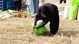 Funny video