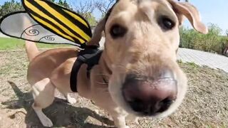 POV HEWAN INI NGEVLOG