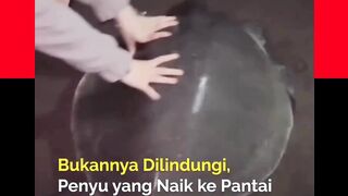 Seekor penyu berukuran besar naik ke tepi Pantai Biru, Makassar, pada Sabtu malam (25/4/2026) sekitar pukul 20.00 WITA.