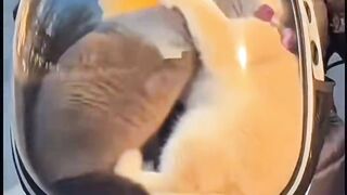 KUCING INI BERAENTEM DI DALAM TAS KUCING