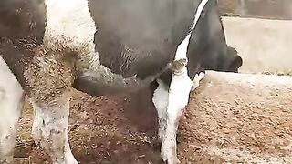 Call illuminati agent in uganda+256776963507/0741506136