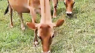 Illuminati agent brotherhood in uganda call+256779696761/0705146946