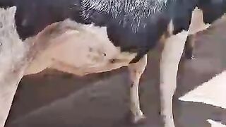 666 illuminati agent in uganda call+256776963507/0741506136