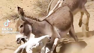 Donkey Group Fight