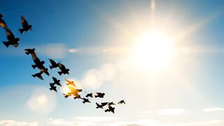 birds in the morning