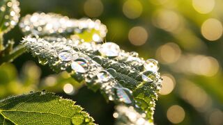 morning natural atmosphere