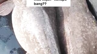 Ciri-ciri induk lele MATANG GONAD siap dipijahkan 2