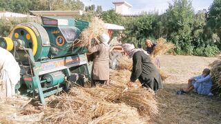 Wheat thrashing 2026