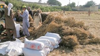 Wheat thrashing 4-2026