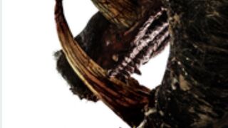 Boar 2017