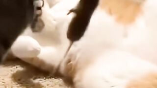 Funny Cat Fight Over A Real Mouse! (Orange Cat Runs Away)